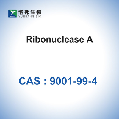 RNase A Ribonuclease A From Bovine Pancreas Biological CAS 9001-99-4