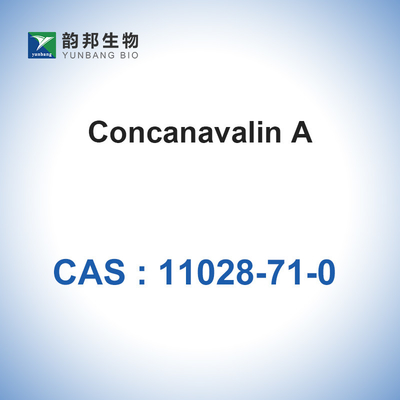CAS 11028-71-0 Concanavalin A From Canavalia Ensiformis Jack Bean