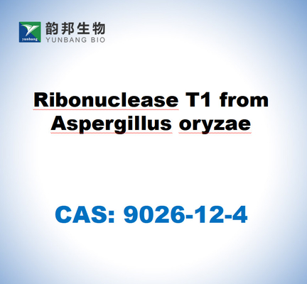 CAS 9026-12-4 Ribonuclease T1 From Aspergillus Oryzae