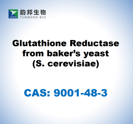 CAS 9001-48-3  Glutathione Reductase from baker’s yeast (S. cerevisiae)