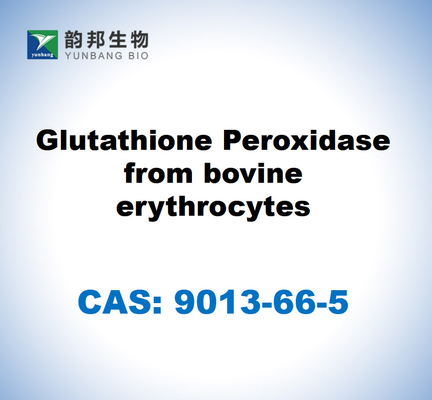 CAS 9013-66-5 Glutathione Peroxidase from bovine erythrocytes