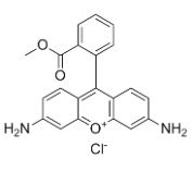 CAS62669-70-9 Rhodamine 123 biological stains suppliers